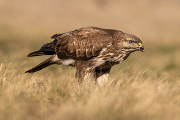 common buzzard standing alone