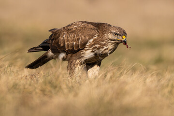common buzzard standing alone