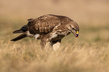 common buzzard standing alone
