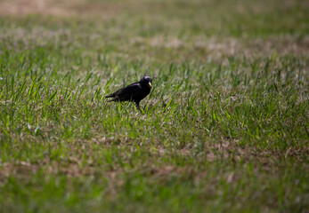 European Starling