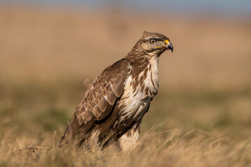 common buzzard standing alone