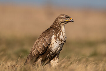 common buzzard standing alone