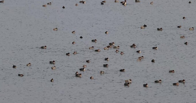 groupe de sarcelle d'hiver (Anas crecca) sur l'eau
