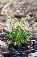 Sunny snowdrops in spring. The first early flowers bloom. White little buds. Galanthus nivalis