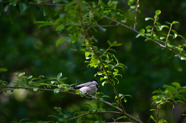 Black-Capped Chickadee
