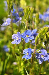 Veronica chamaedrys blooms in nature