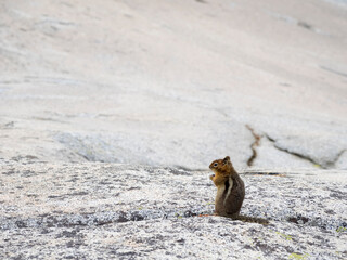 USA, Washington State. Alpine Lakes Wilderness, Enchantment Lakes, Golden-mantled Ground Squirrel