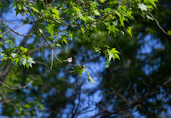 Black-Capped Chickadee