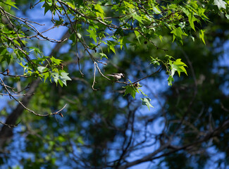 Black-Capped Chickadee