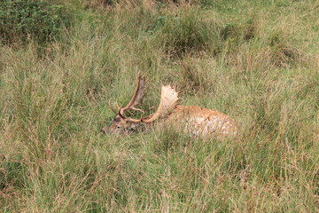 Oh Deer
