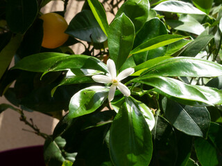 Fototapeta premium (Citrus × microcarpa) Cultivated calamansi, ornamental shrub in Europe with wing-like appendages on green leaves petioles and white star flower