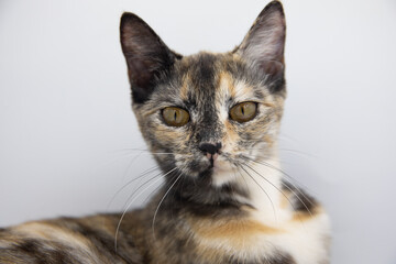 tricolor cat on a white background