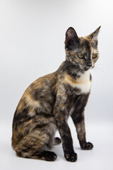 tricolor cat on a white background