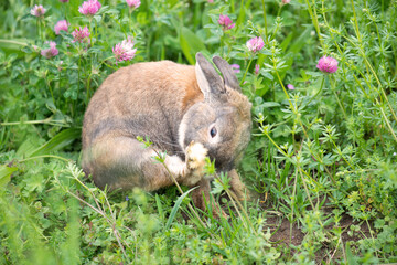 Rabbit is sitting on a meadow with fesh green grass and flowers, springtime, easter