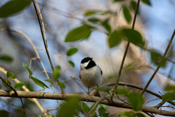 Curious Black-Capped Chickadee in a Bush