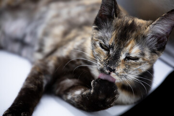 tricolor cat on a white background