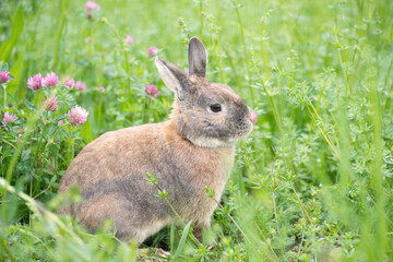 Rabbit is sitting on a meadow with fesh green grass and flowers, springtime, easter