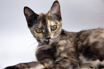 tricolor cat on a white background