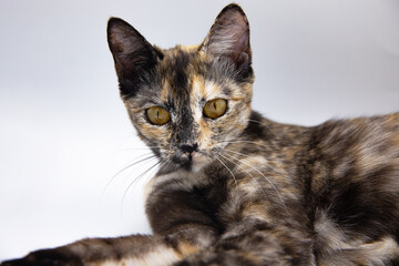 tricolor cat on a white background