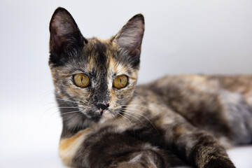 tricolor cat on a white background