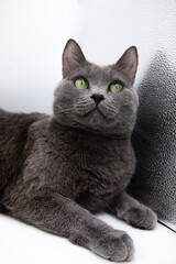 portrait of a gray fluffy cat on a white background