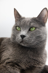 portrait of a gray fluffy cat on a white background