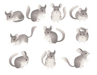 Collection of icons little grey chinchilla cute fluffy pet cartoon animal design vector illustration isolated on white background