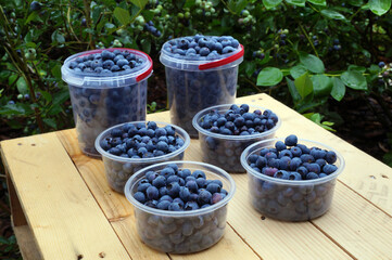 Lots of blueberries. Mid-summer is harvest time for highbush blueberry (Vaccinium corymbosum L.)