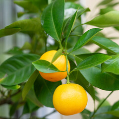 (Citrus × microcarpa) Calamansi tree or calamondin. Small and round fruits with orange color like...