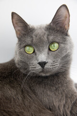portrait of a gray fluffy cat on a white background