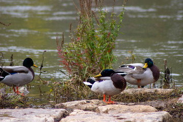 patoen la orilla de un un rio con una luz suave, se entreven algunas ramas de plantas que crecen cerca del rio