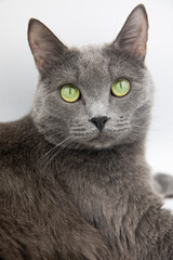 portrait of a gray fluffy cat on a white background