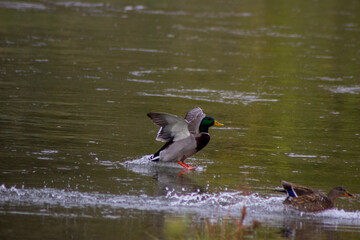 Pato aterrizando en el agua de un rio