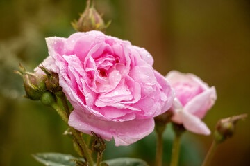 Pink roses with buds on a blurred background