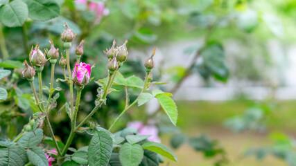 Bush of pink roses with buds, as they bloom