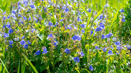 Blue small flowers veronica chamaedrys on a meadow in sunny weather