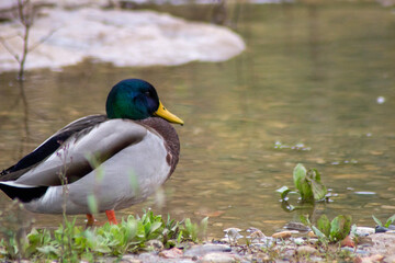 Fototapeta premium Primer planto de un pato de cabeza verde con bonito plumaje.