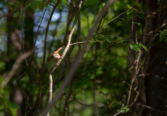 Carolina Wren