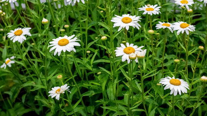 White large daisies in a meadow among the grass