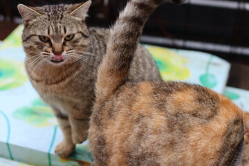 cat playing in the yard