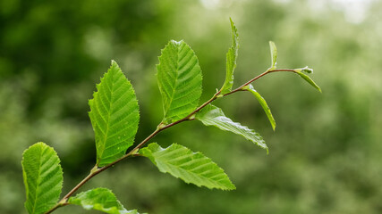 Tree branch with green leaves on a blurred background