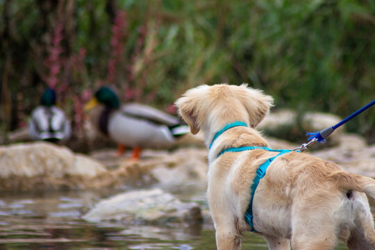 Cachorro de perro mira con un pato de fondo