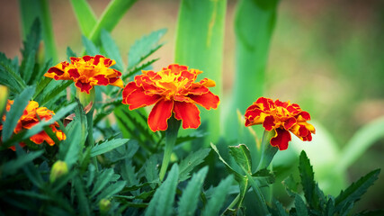 Marigolds in the garden close up on a blurred background