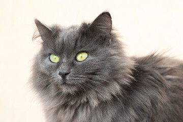 Gray fluffy cat with yellow eyes on a light background
