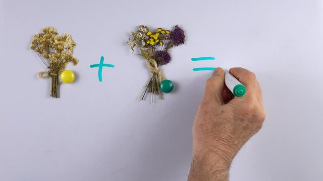 Teacher teaches kids basic of math addition with the aid of magnets and bouquets of dry flowers on the whiteboard, example of educational math children game.