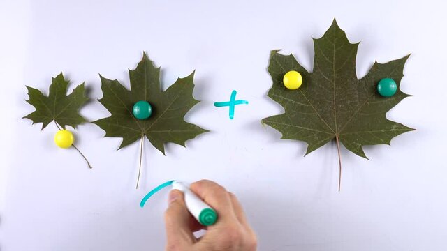 Teacher teaches kids basic of math addition with the aid of magnets, green leaves of maple on the whiteboard, example of educational math children game