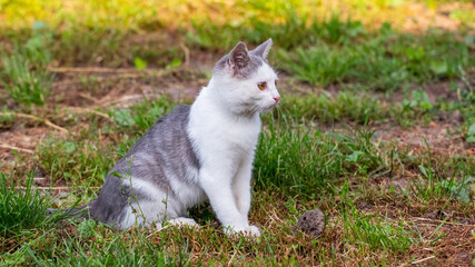 A young cat is sitting in the garden on the grass