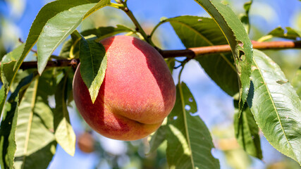 Big ripe peach on a tree in sunny weather