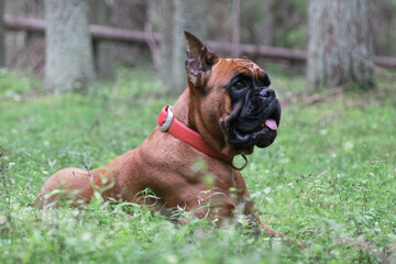 dog boxer in a red collar lies in the forest in the green grass, walking in the forest, summer landscape with a dog