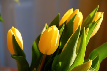 yellow tulips in a vase in the living room in a daylight